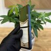 dien-thoai-vertu-ironflip-diamonds-gold-18k-lung-da-ca-sau-himalaya1